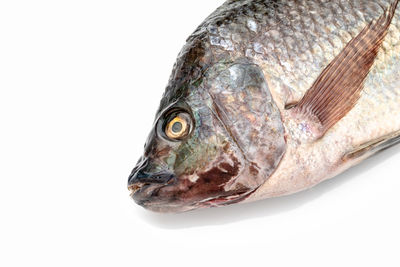 Close-up of fish on white background