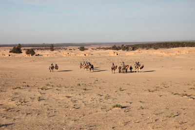 Camels walking at sahara desert