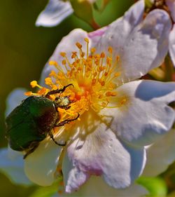 Close-up of bee pollinating on flower