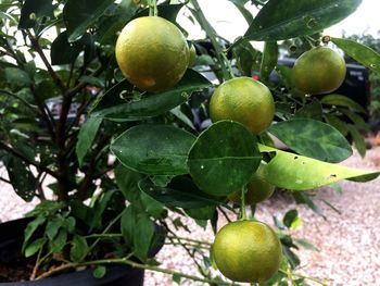 Close-up of fruits growing on tree