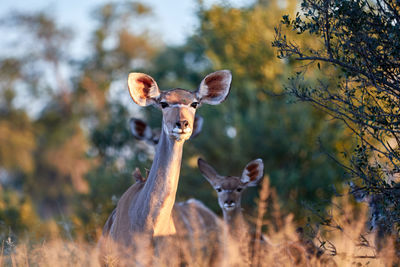 Portrait of deer