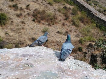 Bird perching on ground