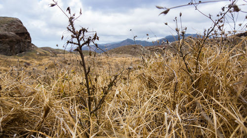 Scenic view of field against sky