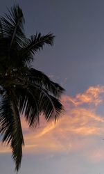 Low angle view of silhouette palm tree against sky at sunset