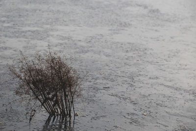 High angle view of bare trees on beach