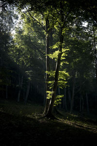 Trees and plants in forest
