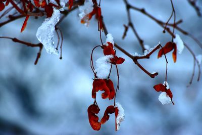 Close-up of red berries on branch