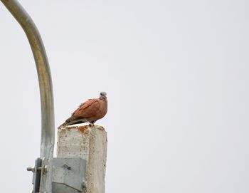 Low angle view of bird perching against clear sky
