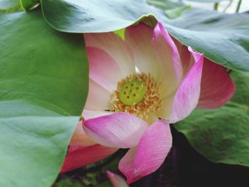 Close-up of pink water lily