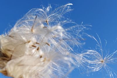 Close-up of dandelion against blue sky