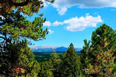 Pine trees in forest against sky