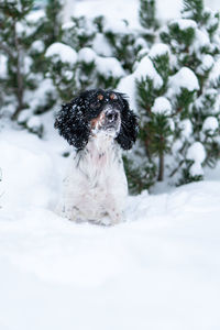 Close-up of dog on snow covered field