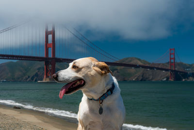 Dog on bridge over sea against sky