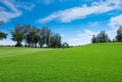 Trees on field against sky