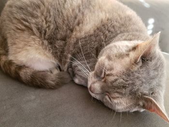 Close-up of a cat sleeping