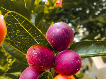 Close-up of strawberry growing on tree