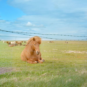 Cows grazing on grassy field