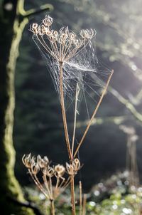 Close-up of spider on web