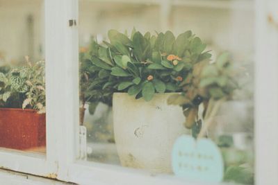 Close-up of potted plant