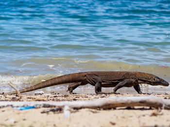 View of lizard on beach