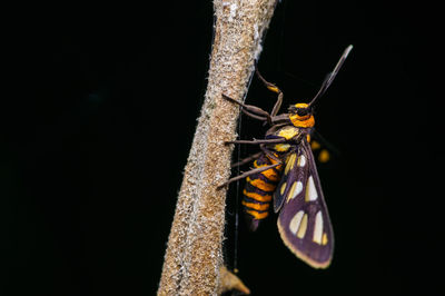 Close-up of butterfly