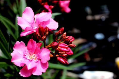 Close-up of pink flowering plant in park