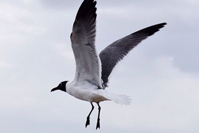 Close-up of bird flying against sky