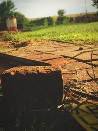 Close-up of leaves on field