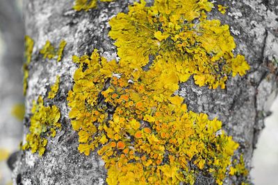 Close-up of yellow tree trunk