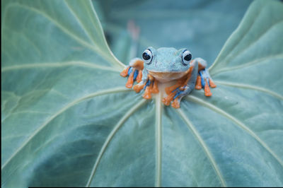 Close-up of turtle in water