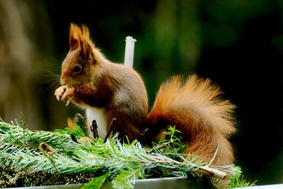 Close-up of squirrel on tree