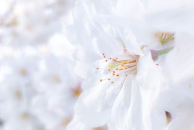 Close-up of white flowers