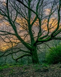 Bare tree against sky