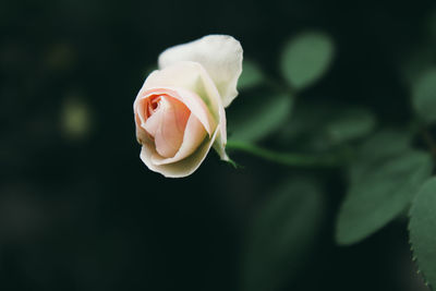 Close-up of rose blooming outdoors