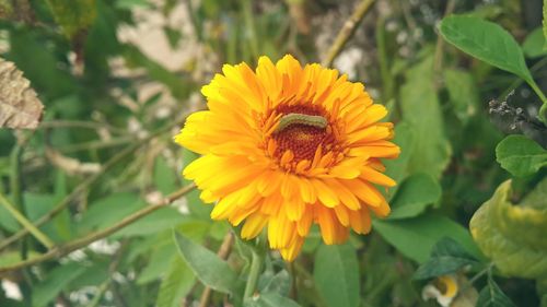 Close-up of sunflower