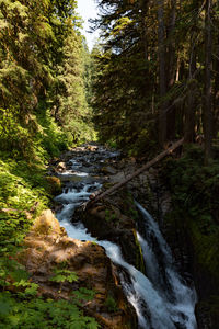 Stream flowing amidst trees in forest