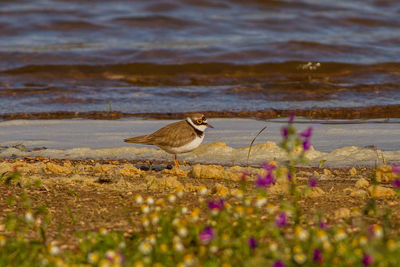 View of birds on beach