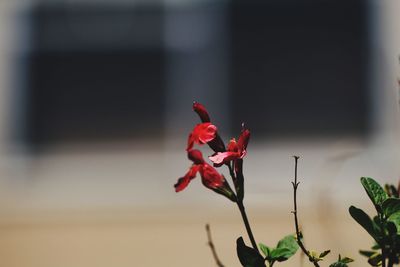 Close-up of red flowering plant
