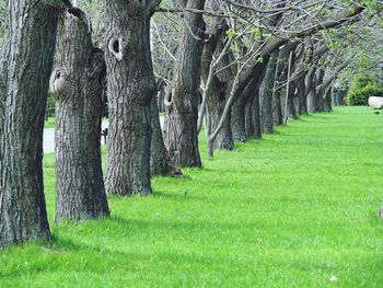 Trees on grass