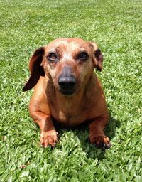 Portrait of dog sitting on field