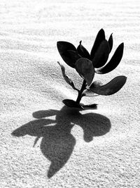 Shadow of people on sand