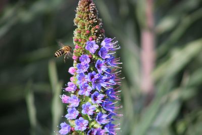 Close-up of bee pollinating purple flower 