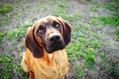 Close-up portrait of dog