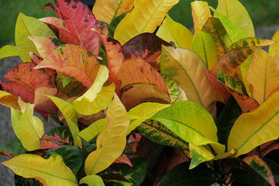 Close-up of yellow leaves on field during autumn