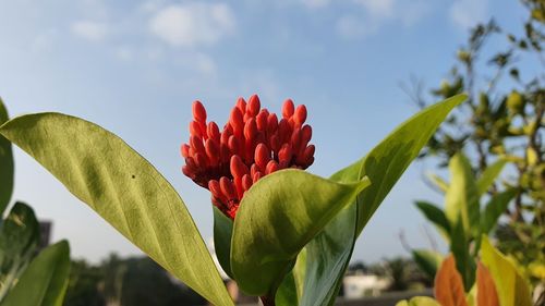 Close-up of red flower against sky