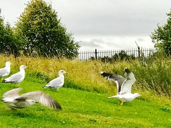 Birds flying over field against sky