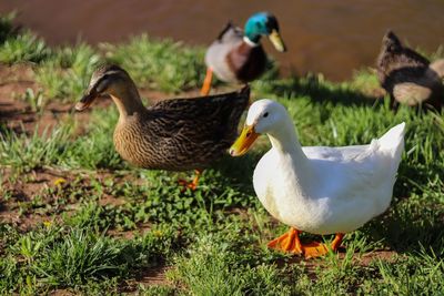 Mallard duck on field