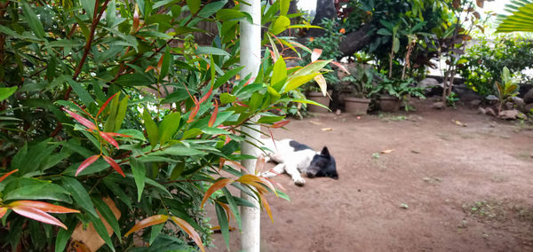 View of a cat on plant