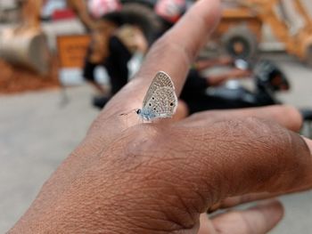Close-up of butterfly on hand
