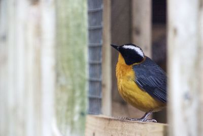 Bird perching outdoors
